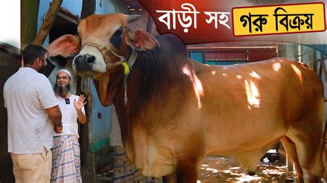 শখের গরুটি বিক্রি হবে বাড়ী বিক্রি করার কারণে ষাড় গরুটি বিক্রি করতে