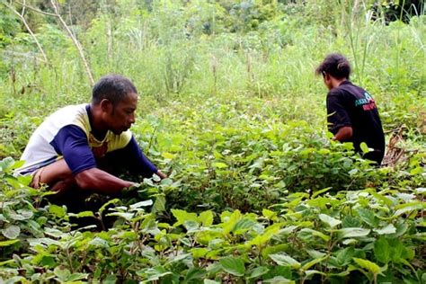 Budidaya Nilam Di Kaki Gunung Ebulobo Ekorantt