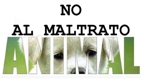 10 acciones para prevenir el maltrato animal y tú puedes tomarlas