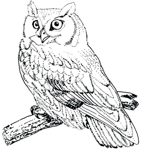 Birds Of Prey Coloring Pages at GetColorings.com | Free printable colorings pages to print and color