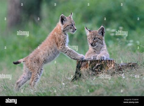 Two Cute Juvenile Eurasian Lynx Eurasischer Luchs Lynx Lynx