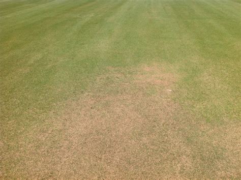 Controlling Bermudagrass In Zoysia Fairways