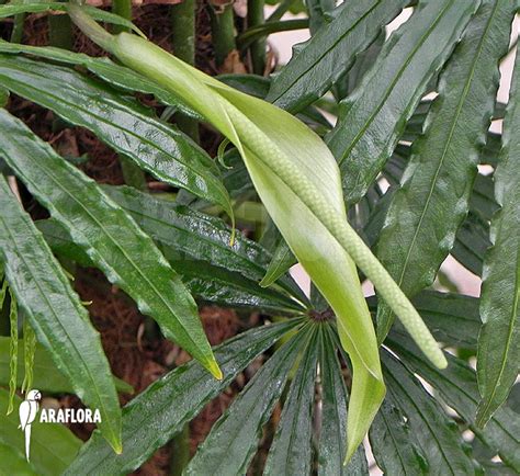 Araflora Exotic Flora And More Anthurium Polyschistum