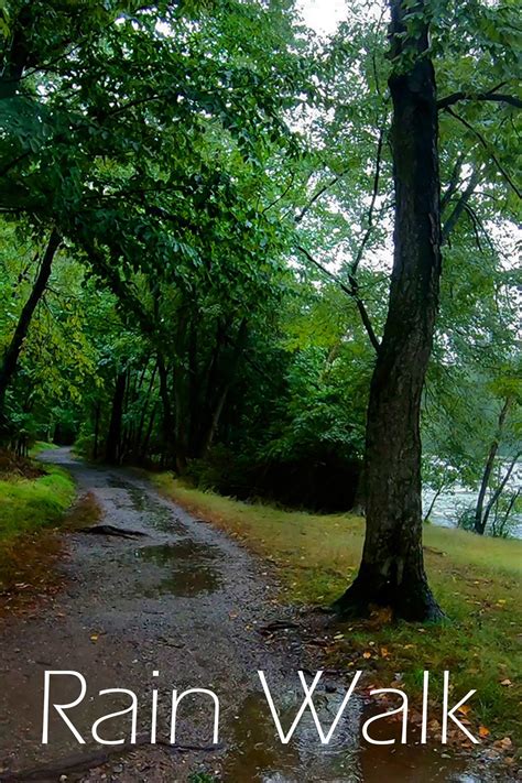 Relaxing Walk In The Rain Lake Woods Nature Sounds Asmr Walking In