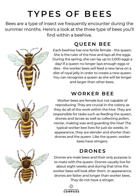 Free Types Of Bees Printable Bee Honey Bee Facts Bee Facts