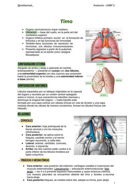 Timo Anatomía NotitasMed uDocz