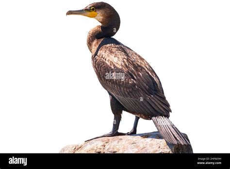 Great Cormorant Phalacrocorax Carbo Standing In Water On The Sea