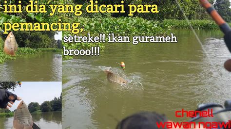 Mancing Ikan Gurameh Di Sungai Way Terusan Hasilnya Mantap Broo