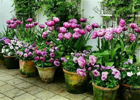 Pin By Ane Castro On Flowers Tulips Garden Containers Container