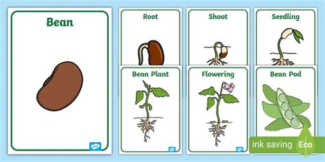 Bean Plant Life Cycle