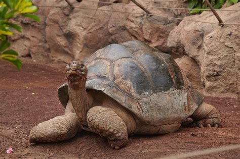 Tortuga Reptil Cáscara Foto gratis en Pixabay