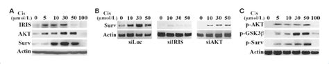 Cisplatin Triggers BRCA1 IRIS AKT And Survivin Expression And