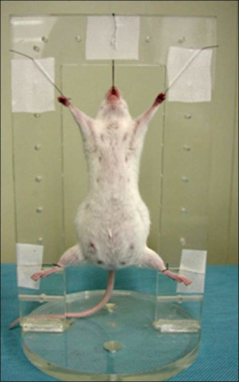 Photograph Of A Pregnant Mouse Suspended In The Rectang Open I