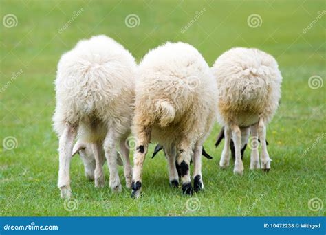 Three Sheep Stock Photo Image Of View Beast Graze 10472238