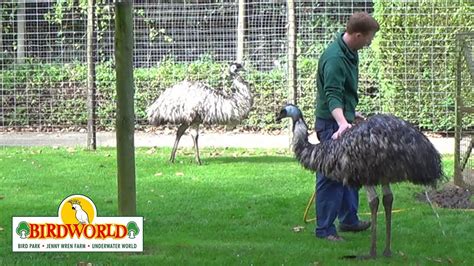 Forest The Emu At Birdworld In Farnham Surrey Live