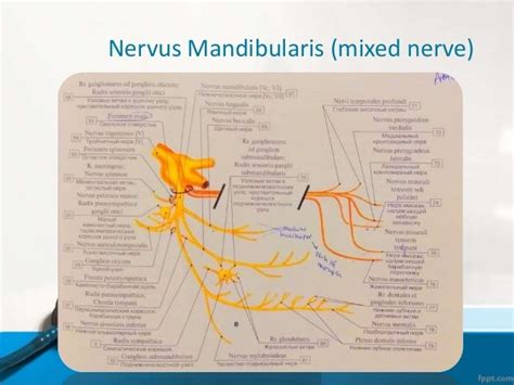 Branches Of Trigeminal Nerve