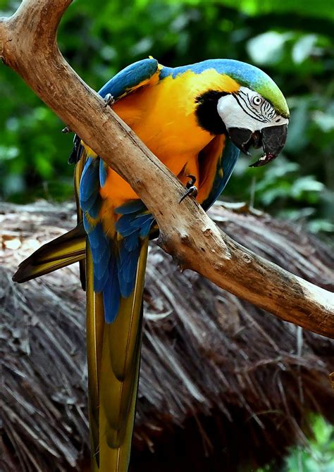 Blue and yellow Macaw Ara ararauna at Foz do Iguaçu Bra Flickr