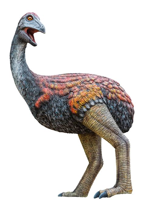 Meet The Enormous 1600lb Elephant Bird That Stood 10ft Tall A Z