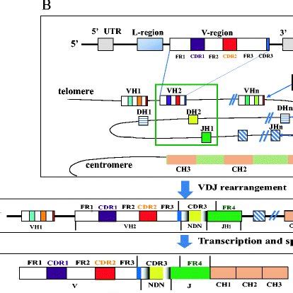 The structure and recombination process of the antibody. a The... | Download Scientific Diagram