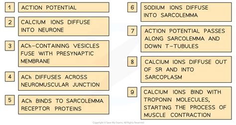 Aqa A Level Biology Neuromuscular Junctions