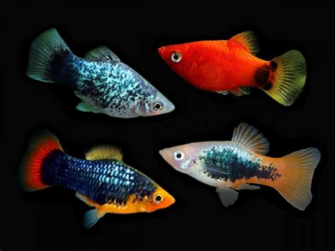 Assorted Platies Place your order at https://fishplace.eu/product ...