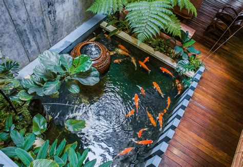 Koi Ponds The Complete Guide From Building To Maintaining