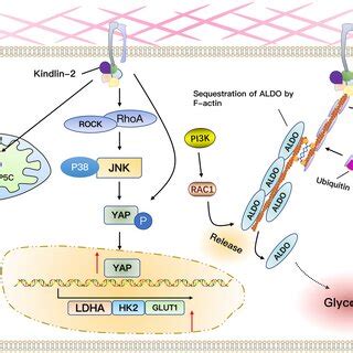 Mechanisms Of Signal Transduction Of Ecm Stiffness Integrins And Ion