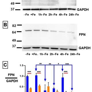 Regulation of ferroportin levels in monocytes by secreted hepcidin ...