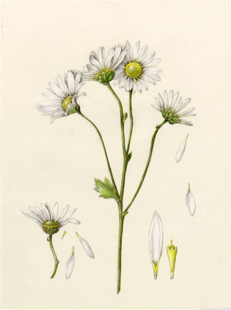 Daisies Botanical Illustration One Of Ophelias Flowers Botanical