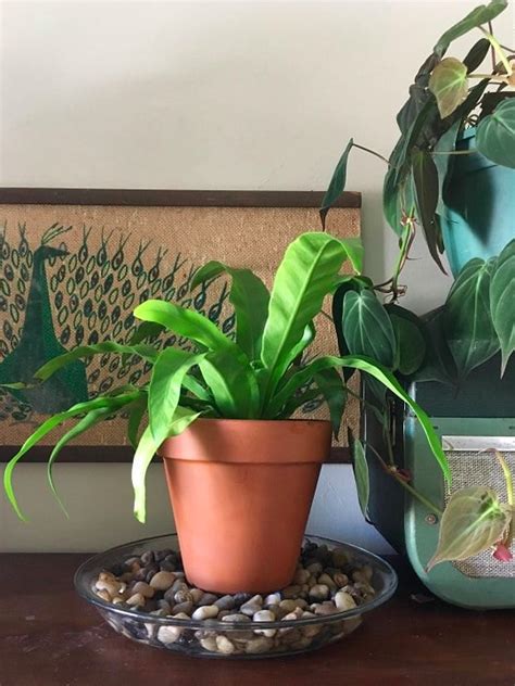 Humidity And Houseplants How To Make A Pebble Tray — Flora Grubb Gardens