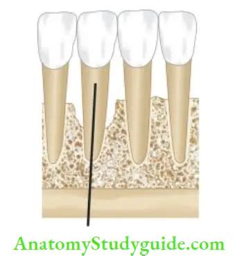 The Replantation And Transplantation Of Teeth Notes Anatomy Study Guide