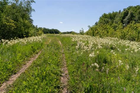 Meadow With Lots Of Colorful Spring Flowers On Sunny Day Nature Floral