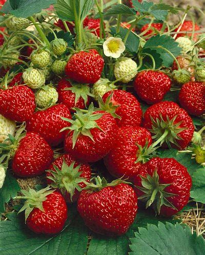 Fort Laramie Strawberry Faltz Landscaping Nursery