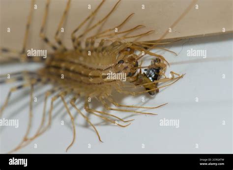 House Centipede Scutigera Coleoptrata Feeding Of An Earwig Cruz De