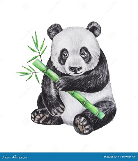 Watercolor Illustration Of Panda Bear With Bamboo Hand Drawn Stock