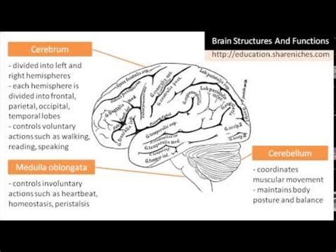 Medulla Oblongata | Doovi