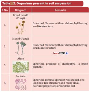 The Invisible Living World Beyond Our Naked Eye Class Notes Science Chapter Learn Cbse