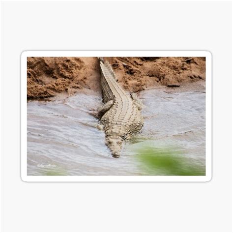 Hungry The Nile Crocodile Crocodylus Niloticus Sticker For Sale