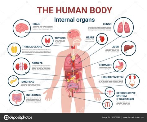 Vettore Parti Interne Del Corpo Gli Organi Interni Del Corpo Umano E