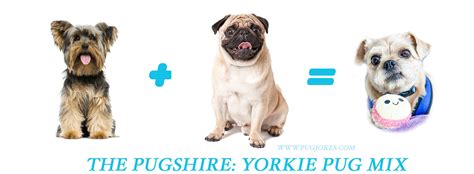 THE PUGSHIRE - Pug Yorkie Mix Breed Quick Info — ILLUSTRATION