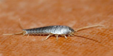 Why And How Do I Have Silverfish In My House Green Giant Services