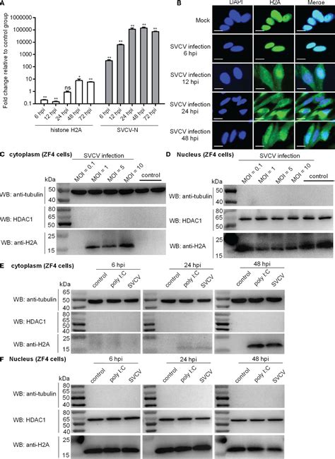 Frontiers Histone H2A Nuclear Cytoplasmic Trafficking Is Essential