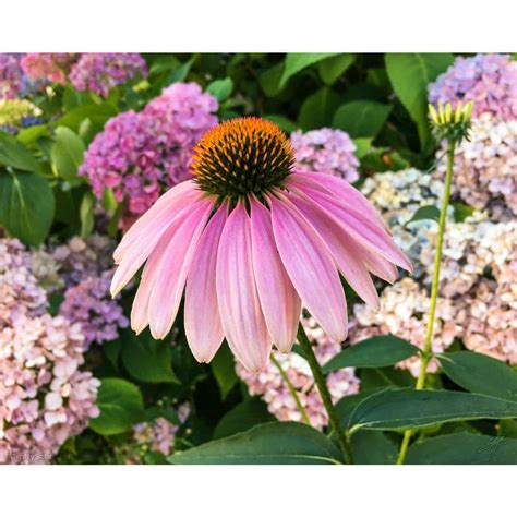 Bell Nursery 1 Gal Assorted Color Cone Flower Echinacea Perennial Plant 1000039097 The Home Depot