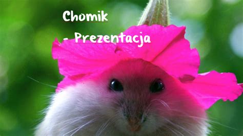 Chomik Prezentacja By Piotr Hobler On Prezi