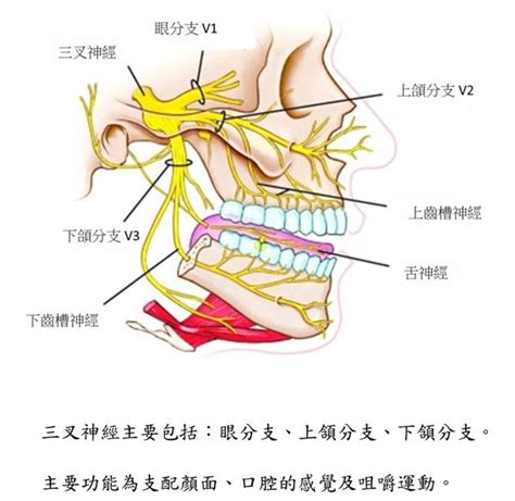 三叉神经分布及走行图 千图网