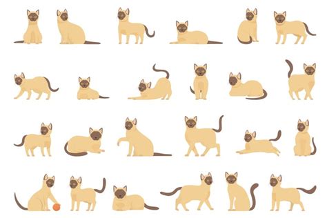 Burmese cat icons set cartoon vector. Breed animal