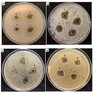 Agar Well Method Showing Antimicrobial Activity Of Biosynthesized Agnps