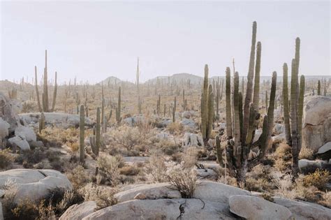 Mexican Desert Cacti