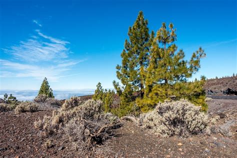 The Ultimate Guide To Visiting Mount Teide Travel Addicts