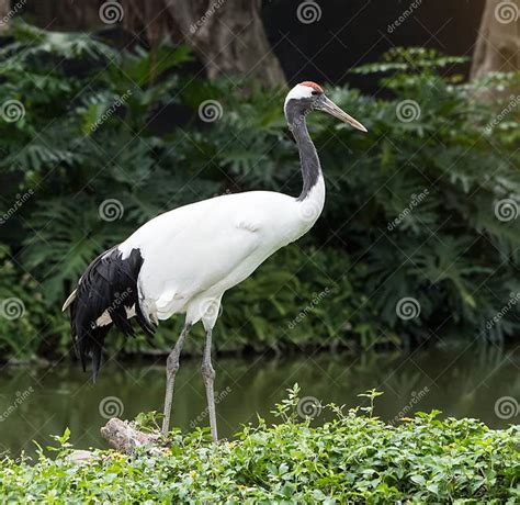 Red Crowned Crane Flying Stock Image Image Of Asia Crown 88243889